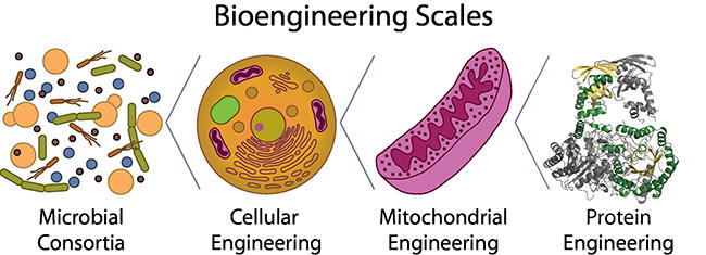 Figure 1: Bioengineering Scales