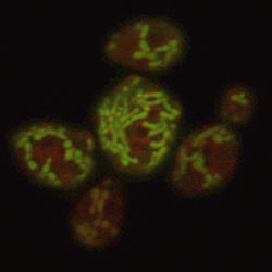 Figure 3: yeast mitochondria